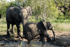 Afrikanischer Elefant (41 von 131).jpg